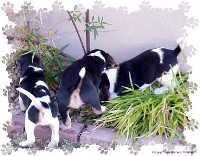 B' Beagles - Beagle Search